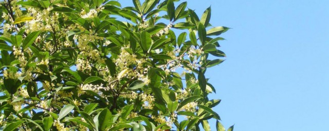 桂花树的简介和特点 桂花树的特点及形态特征