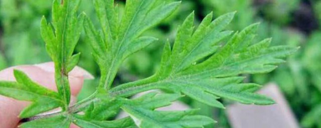 艾草能熏蚊子吗 艾草能不能熏蚊子