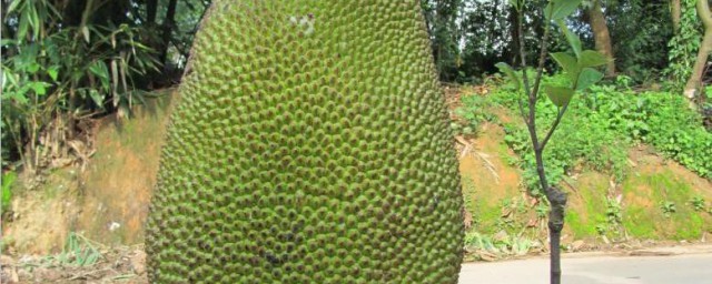 菠萝蜜盆栽几年结果 菠萝蜜盆栽结果要几年