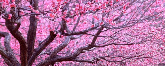 春天有什么树开花了 春天开花的树简介