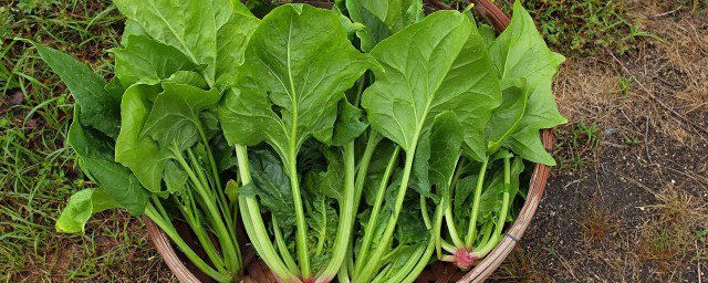 菠菜怎么保鲜不会黄 菠菜保鲜不会黄的做法
