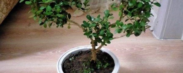 瓜子黄杨的养殖技巧和注意事项 瓜子黄杨怎样养殖