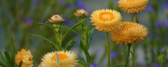 麦杆菊花语 麦秆菊有什么花语