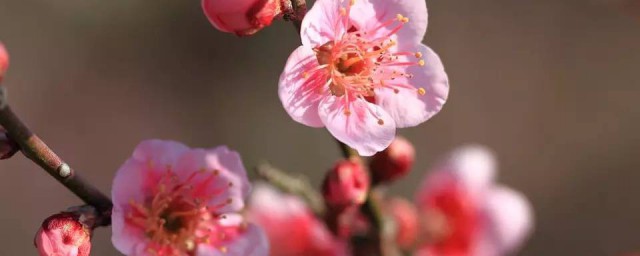 梅花是什么季节开放 梅花开花的季节是什么时候呢