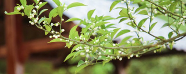 槲寄生花语 槲寄生花语简介