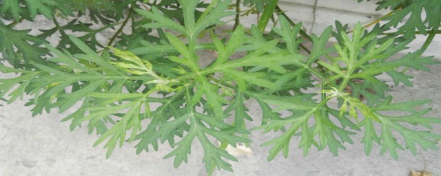 蒿草是什么 蒿草相关介绍