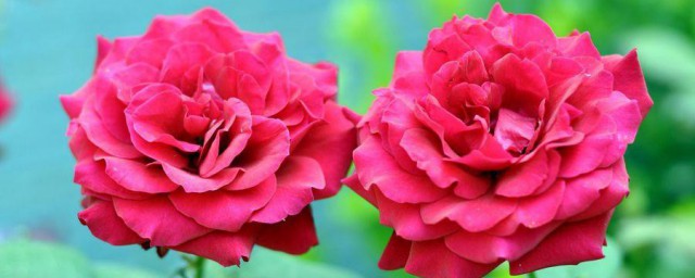 月季花换盆正确方法 月季花正确换盆教程