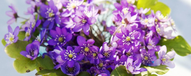 勿忘我干花怎么插好看 干花插花教程