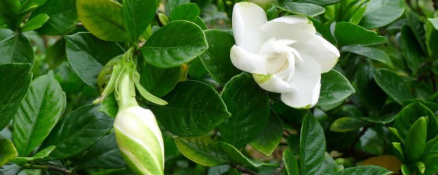 栀子花黑叶的原因及解决方法 栀子花黑叶怎么办