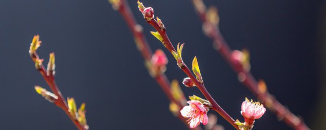 春天唯美句子 春暖花开的朋友圈说说