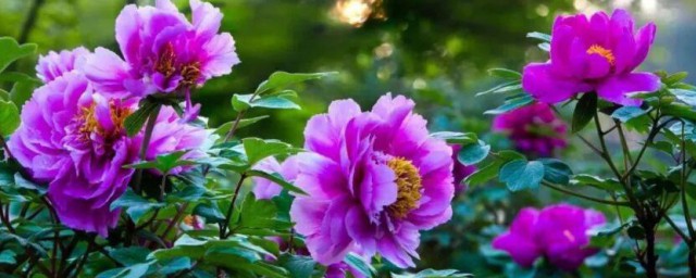 牡丹花为什么不能进家 牡丹花不能进家的原因