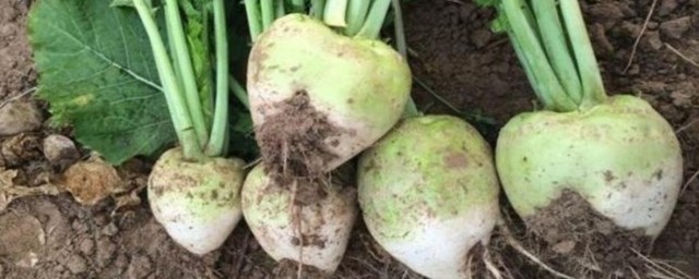 辣菜制作方法大全 辣菜怎么做好吃