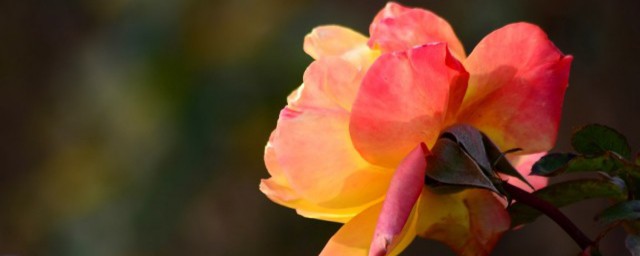 月季花的养殖技巧是什么 月季花怎么养殖
