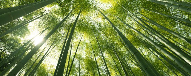 苦竹的养殖方法 如何种植苦竹