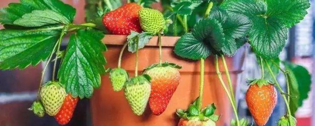 家庭种植草莓需要什么条件 家庭种植草莓的条件简单介绍