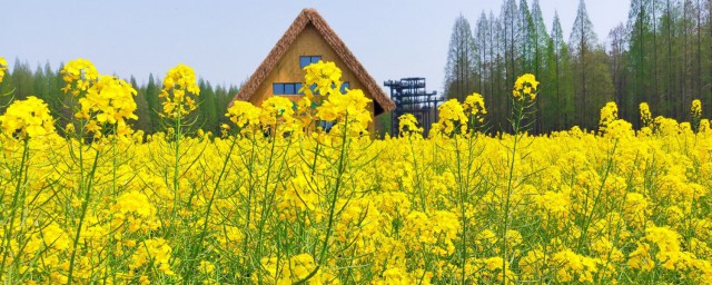 油菜花是什么季节开的 关于油菜花开花时间简介