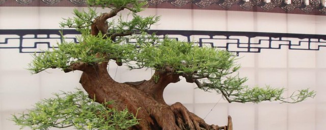 盆景摘叶的正确方法 怎么给盆景摘叶