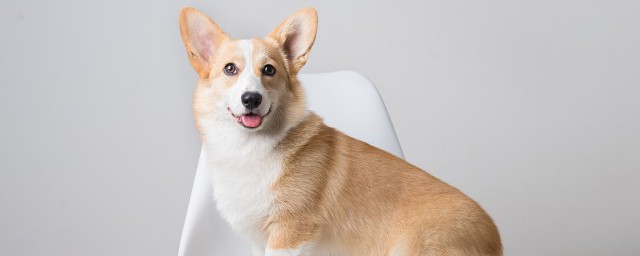 护食犬的正确处理方法 怎么解决狗狗护食