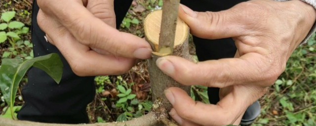 树木嫁接方法教程 树木怎么嫁接