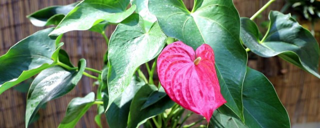 红掌花有毒家里不能养 室内养红掌花需要注意什么