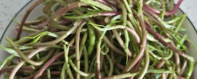 泥蒿保存方法和步骤 泥蒿怎么保存