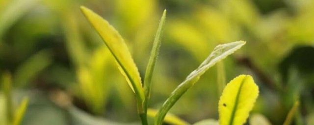 谷雨茶和明前茶区别 谷雨茶和明前茶有何区别