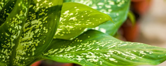 家适合养什么绿色植物 6种好养的绿植推荐