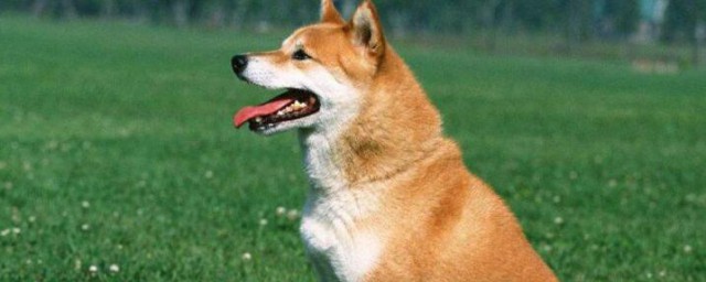 秋田犬和柴犬的区别有哪些 秋田犬和柴犬有何区别