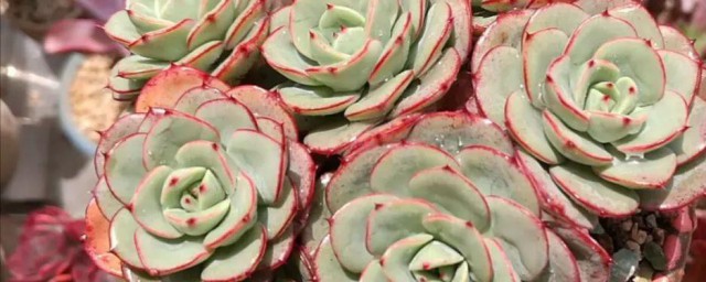 棱镜多肉养殖注意事项 多肉植物棱镜如何养