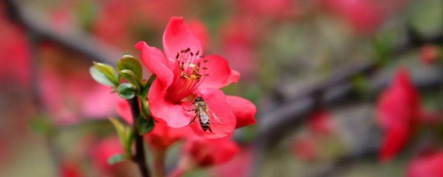 海棠花象征着什么 海棠花的花语