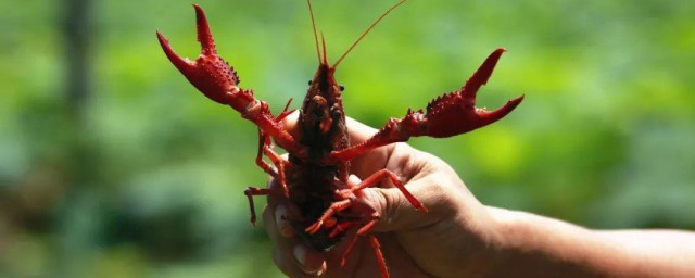 野钓小龙虾大概在几月 钓龙虾的饵料