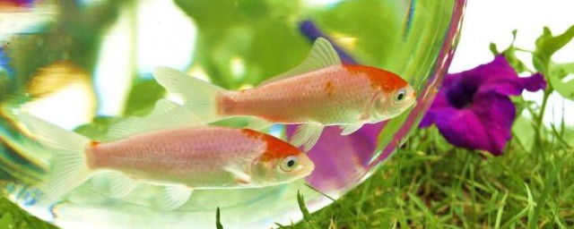 锦鲤鱼缸杀菌最佳方法 锦鲤鱼缸杀菌最佳方法是怎样的