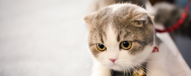 给猫洗澡有什么注意事项吗 给猫洗澡有什注意事项