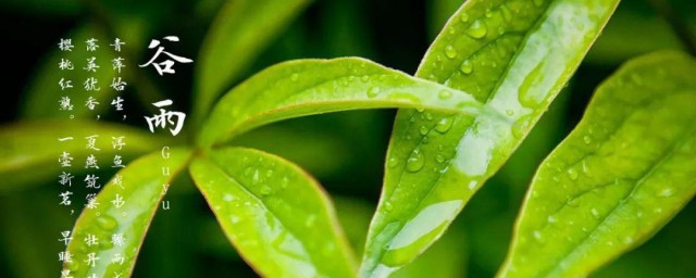 谷雨属于哪个季节 谷雨是什么节气