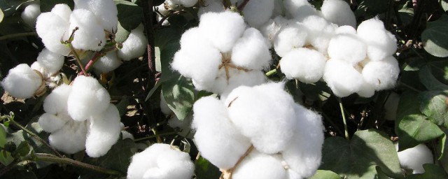新疆棉花怎样了 关于新疆棉花事件简介