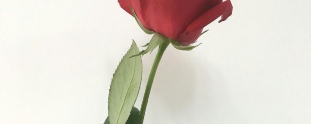 栽玫瑰花生活小妙招 栽玫瑰花生活技巧
