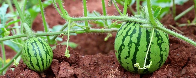 西瓜如何种植 露地西瓜种植技术