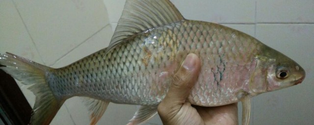 如何钓鲮鱼 鲮鱼如何钓最好