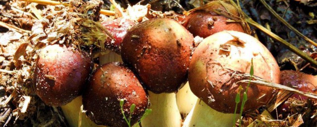怎样种植食用菌 植食用菌技巧