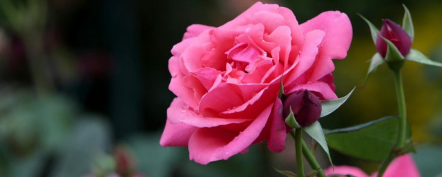 月季花有什么特点 关于月季花的特征简介