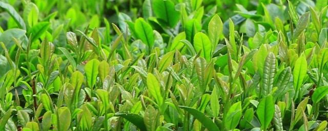 谷雨季节种植那些东西 谷雨季节可以种植哪些东西