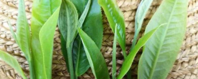 夏茶和春茶的区别 夏茶和春茶介绍