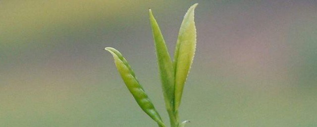 春茶上市时间 什么是春茶呢