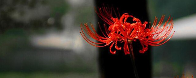 风水家里不能养的花 风水家里不能养什么花