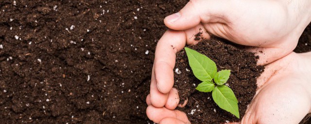 家里不能养带刺的花吗 带刺的花在家可以怎样摆放呢