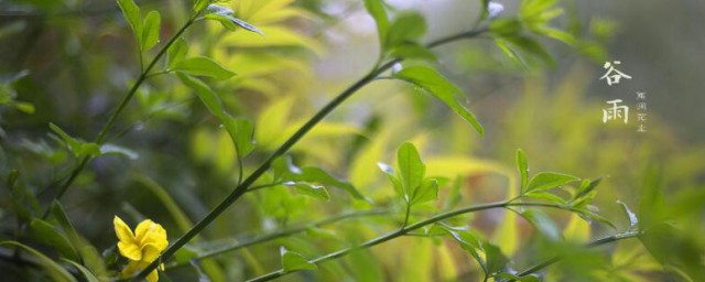 关于谷雨的物候特征 谷雨的物候特征有哪些