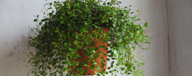 养猫可以养什么植物 适合家里有猫咪养的植物
