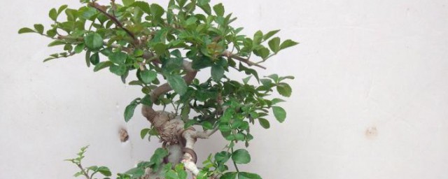 对节白蜡盆景怎么养护 对节白蜡盆景养殖教程