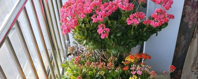 长寿花养护 如何养护长寿花