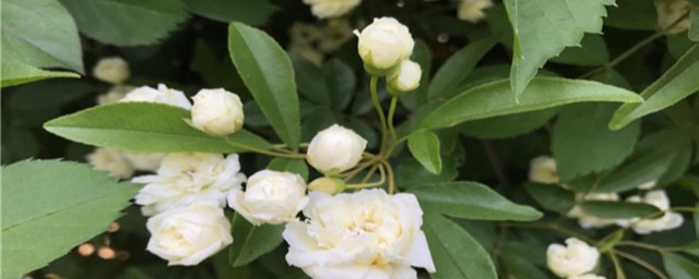木香花的种植养护方式 木香花的种植养护方法是什么